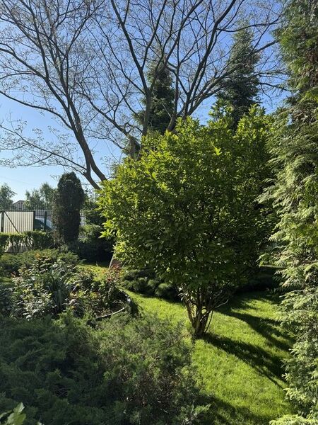 Prelungirea Ghencea-Bragadiru